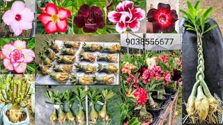 Biggest Adenium plant collection Wholesale  Arabicum Flower collection  Adenium grrafting seed [upl. by Ydnar754]