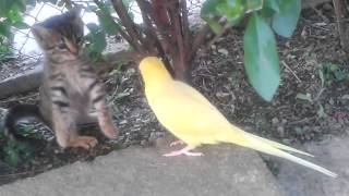 Parrot attempts to befriend cautious kitten [upl. by Esserac634]