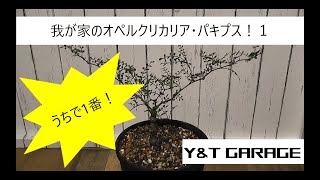 我が家のオペルクリカリアパキプスの話 Operculinarya pachypus [upl. by Anahtor]