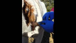 Horse Abscess Being Lanced [upl. by Annalla196]