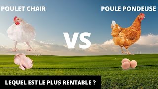 POULET CHAIR VS POULE PONDEUSE  Lequel est le plus profitable [upl. by Ikila]