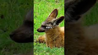 Meet the Bat Eared Fox batearedfox foxes animalfacts animalkingdom [upl. by Ogdon]