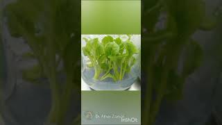 Micropropagation of Gerbera Genotypes A Chronological Display PART 1 Dr Zaman [upl. by Orlena]