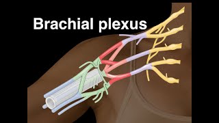 Brachial plexus [upl. by Skyler]