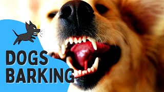 REAL Barking Dog Sounds  Woof Woof  Live Dogs Barking [upl. by Anahtor]