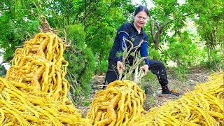 Harvesting Polyscias Fruticosa Root  Make Herbal Tea Goes to the market sell  Alma Daily Life [upl. by Pedrotti]