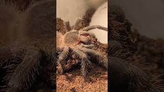 Lasiodora Parahybana  Lady 7 Leg cleans up spider [upl. by Novelc]