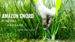 AMAZON SWORD PLANTING  HOW TO PREPARE A AMAZON SWORD FOR PLANTING IN AN AQUARIUM  GUIDE AND CARE [upl. by Aldercy573]