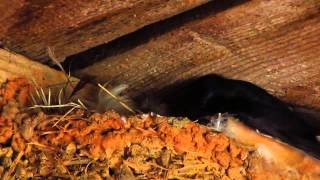 Baby Barn Swallows [upl. by Gerhardine]