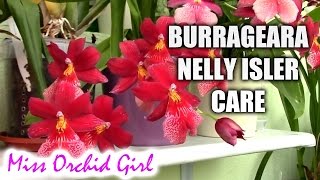 How to care for Burrageara Oncidopsis Nelly Isler orchid  watering fertilizing reblooming [upl. by Langille]