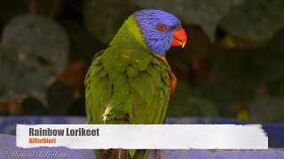 Rainbow Lorikeet Trichoglossus haematodus taking a Bath [upl. by Proulx]