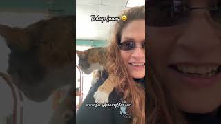 Funny day at local crystal shop lmao 🤣 funnycats funnyvideo crystals funnycatvideos [upl. by Chita]