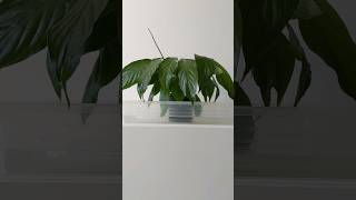 Lets give this Peace Lily some Water Spathiphyllum wallisii plants 🪴 [upl. by Ika]