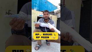 Kabutar🕊️🥺 or budgies parrot rip 🦜😭 pigeon minivlog kabutar budgies rip petslover shorts [upl. by Lion]