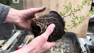 Cotoneaster cuttings for Bonsai  repotting amp root pruning [upl. by Kev331]