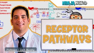 Endocrinology  Receptor Pathways [upl. by Lehctim]