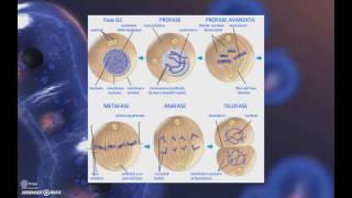La Divisione Cellulare  1 Scissione binaria e mitosi [upl. by Seldan]