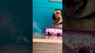 Diwali 🤣Revenge Kandipa twist iruku🤣🤣🤣watch till end🤣🤣labrador doglover goldenretriever [upl. by Noit398]