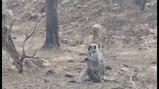 Sariska Tiger Safari park [upl. by Drofniw]