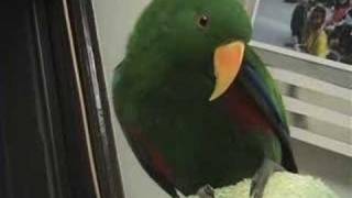 Riley the Amazing Talking Parrot  Best Bits [upl. by Aryl]