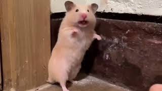 Shocked hamster makes a noise [upl. by Llewop]