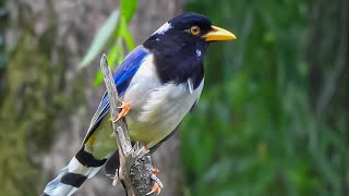 YellowBilled Blue Magpie🌿 l Manali l Nikon CoolpixP950shortvideobirdyoutubevideo photography 😊 [upl. by Rozek337]