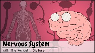 Nervous System [upl. by Rodenhouse]