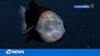 Monterey Bay Aquarium researcher shares experience encountering rare deepsea barreleye fish [upl. by Brackett]