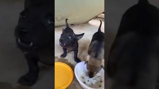 One puppy eats another drinks water dog pupies doglover puppia cute shorts [upl. by Rfinnej]