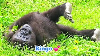 林戈賣萌😆🤣Silverback gorilla family interactionsDjeeco FamilyTayariJabaliIrikiRingo [upl. by Sonstrom]