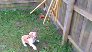 Joyful Bracco Italiano puppy plays with wind chimes [upl. by Adihsaar]