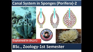 Canal System in Sponges 2Types of Canal System in SpongesPhylum Porifera HSR Bioinfo [upl. by Koby874]