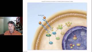 Cinelecture 67c  Cancer Oncogenes amp the Cell Cycle [upl. by Gaw]