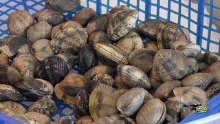 Les petites pêcheries en Bretagne Coquillages et crustacés [upl. by Adien]