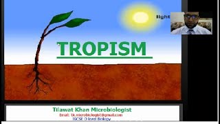 Tropism in plants IGCSE Biology 0610 [upl. by Ladiv]