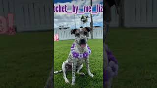 Crochet Aloha Lei handmade yarn crochet dog crochetlei madewithlove crochetlove prettygirl [upl. by Repotsirhc697]