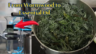 Benefits of Wormwood Essential Oil How to Distill Wormwood Essential Oil Uses of Wormwood Thujone [upl. by Anomas]