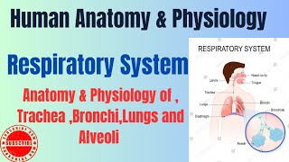 Anatomy amp Physiology of TracheaBronchiLungs and Alveoli I Respiratory System I HAP pharmacynotes [upl. by Archibold926]