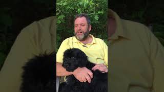 Portuguese Water Dog Breeder [upl. by Eelime]