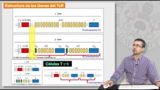 89 MECANISMOS DE GENERACIÓN DE LA DIVERSIDAD DE LINFOCITOS T Y B [upl. by Rednaeel470]