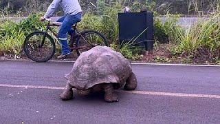 Gigantic Galapagos Tortoise casually saunters across bicycle path [upl. by Renmus113]