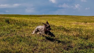 Wirehaired Pointing Griffon vs Norwich Terrier A Terrier Breed Comparison [upl. by Ennairak458]