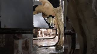 Robotic milking fullwood JOZ merlin M2 [upl. by Ecirbaf]