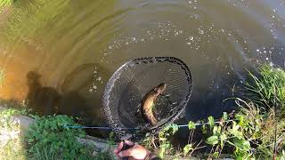 TOUCHE EN DIRECT  BROCHET AU NÉO SHALLOW  DELALANDE [upl. by Kuster778]