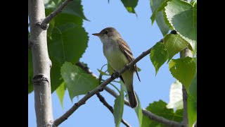 A beautiful Willow Flycatcher singing Fitzbew [upl. by Aracot211]