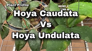 Plant Profile  Hoya Caudata Vs Hoya Undulata EP 80 [upl. by Orola]