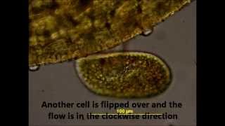 Cytoplasmic Streaming in Paramecium bursaria of Algal Endosymbionts [upl. by Terpstra]