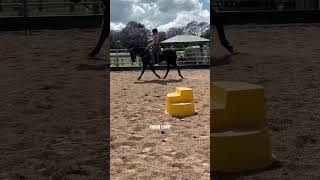 Flatwork w Chevy equestriangirl horsegirl horseriding horsevlog equestrian [upl. by Harbird]