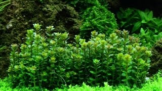 Rotala Bonsai [upl. by Zurkow]