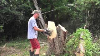 Using A Greenworks 80V Cordless Chainsaw On A Thick Louisiana Tree Stump [upl. by Halfon]